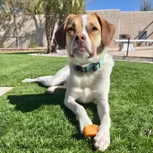 Brown and white puppy playing with a ball on clean artificial turf
