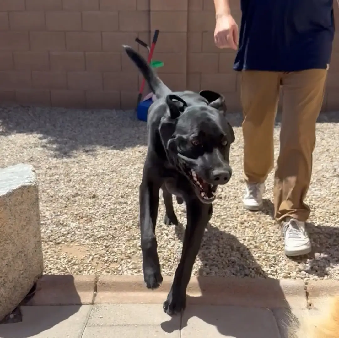 Happy black dog walking beside a Plunto team member in a residential yard
