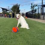 Ellie Mae sitting in the grass at Glendale Heroes Regional Park Dog Park while watching other dogs