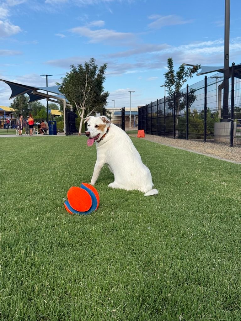 Ellie Mae sitting in the grass at Glendale Heroes Regional Park Dog Park while watching other dogs