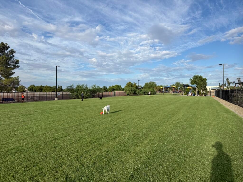 Wide grassy dog run at Glendale Heroes Regional Park Dog Park with Ellie Mae exploring