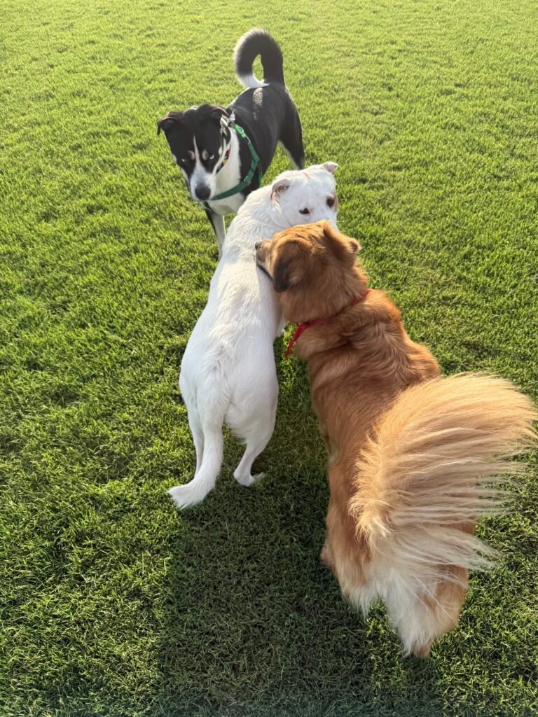 Ellie Mae greeting two dogs at Glendale Heroes Regional Park Dog Park
