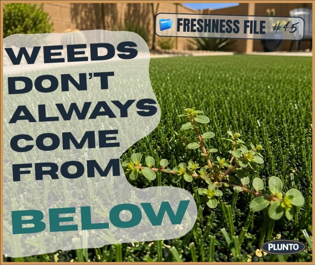 Freshness File graphic explaining that weeds in artificial turf can grow from seeds that land on top.
